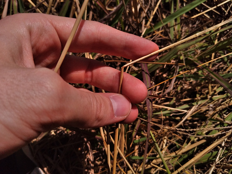 Photograph of Circular Grass Field